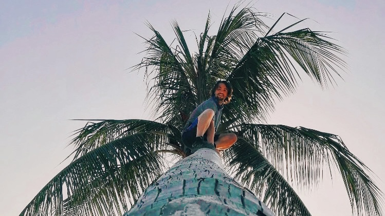 Bai climbing a Palm tree in Koh Phangan, Thailand.